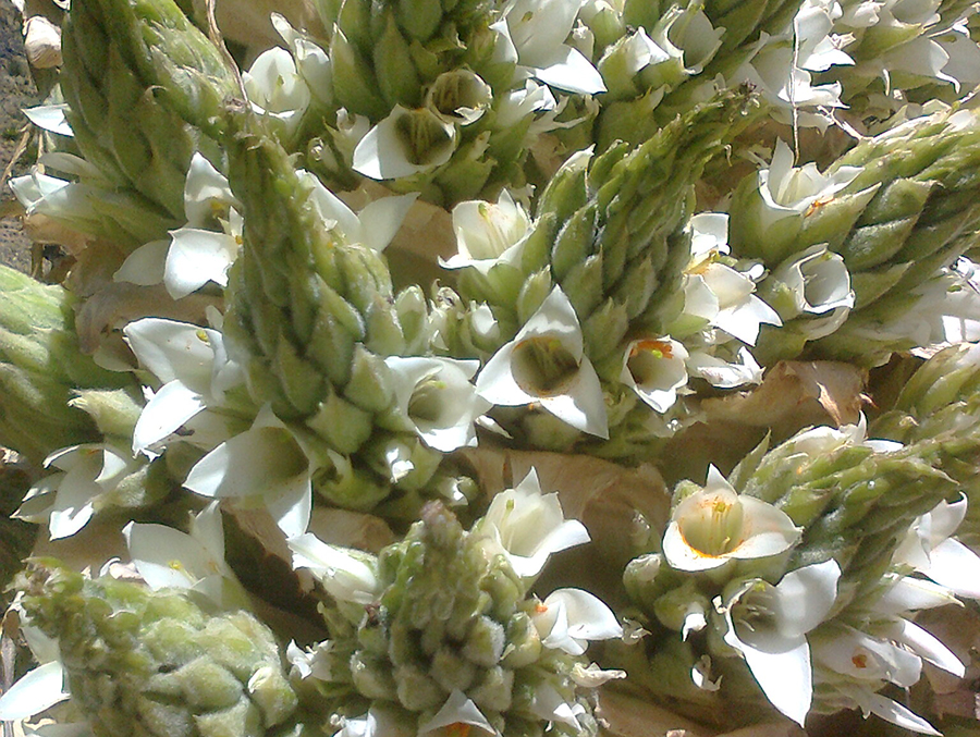 flower of puya raimondi