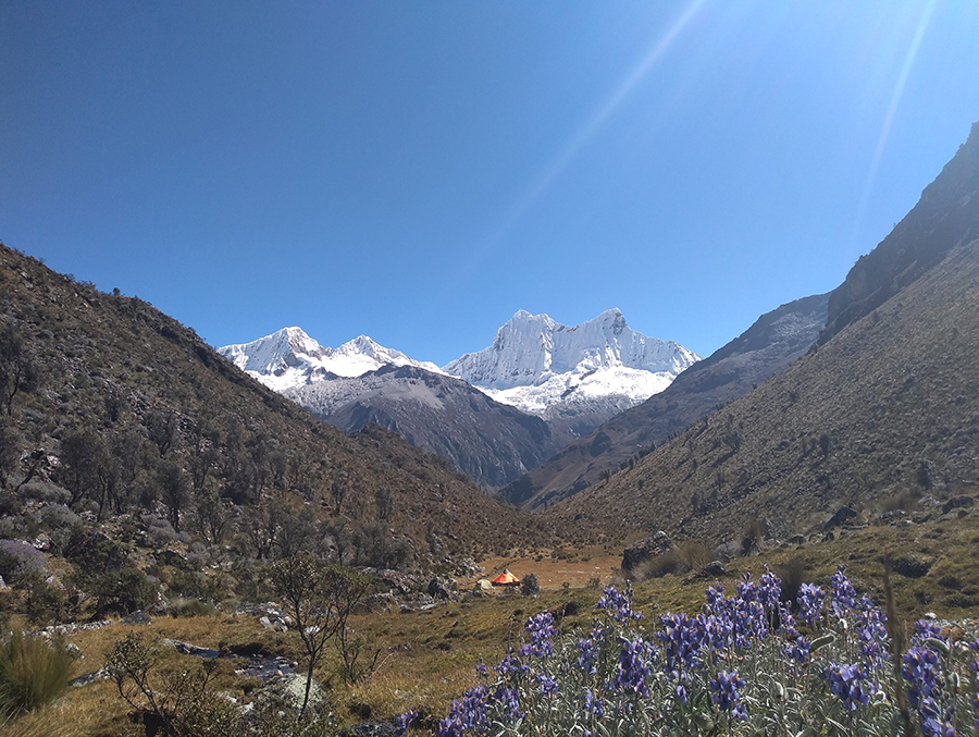 Chopicalqui peru