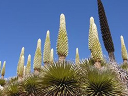 Puya raimondi pastoruri