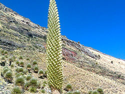 Puya raimondi pastoruri