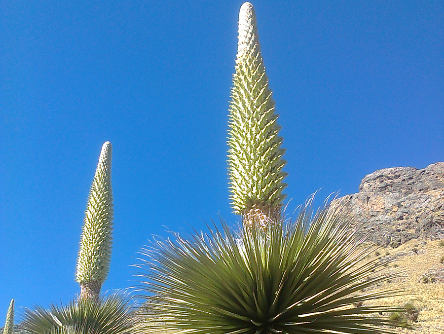 puya raimondi huaraz